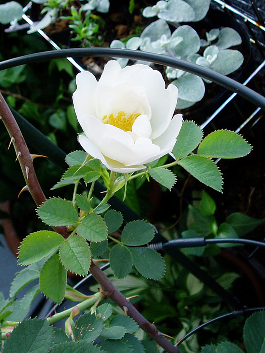 残りわずか】 ♢専用♢薔薇の実 アルバ セミプレナのリース