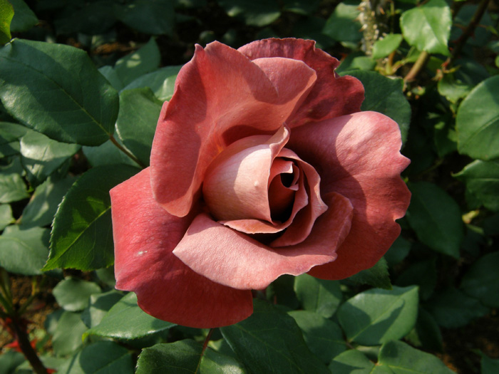 バラ'ブラックティー' | バラ＜園芸品種＞ | 植物写真鑑