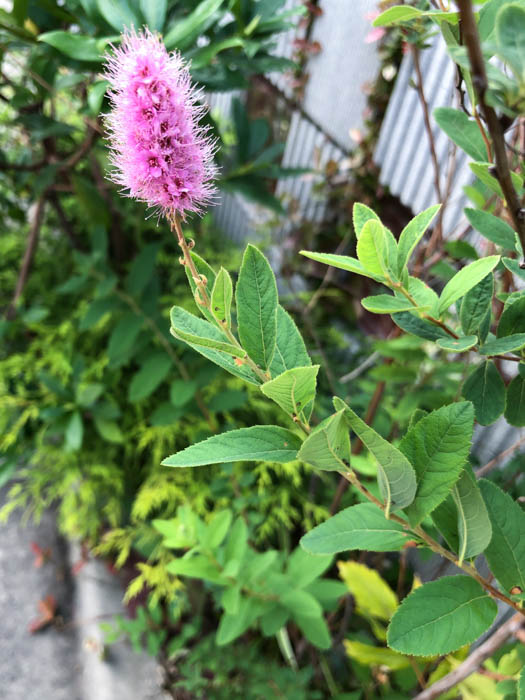 ダグラス・スピラエア 植物写真鑑