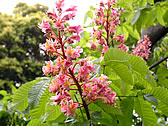 ベニバナトチノキ