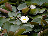 スイレン ＜温帯性＞