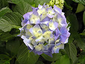 アジサイ