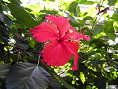 ハイビスカス