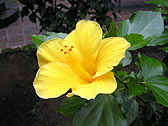 ハイビスカス