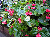 ベゴニア‘ドラゴン・ウィング’