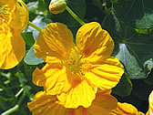 ナスタチウム＜園芸品種＞