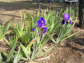 ジャーマンアイリス