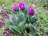 チューリップ