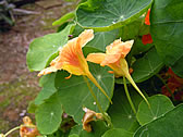 ナスタチウム＜園芸品種＞