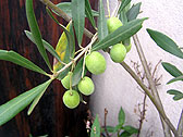 オリーブ