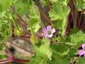 Geranium ‘Orkney Cherry’