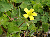 カタバミ