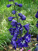 デルフィニウム＜園芸品種・種間交雑種＞