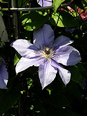 クレマティス ‘ラモナ’