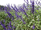 サルビア ‘インディゴスパイアズ’