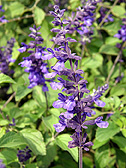 サルビア ‘インディゴスパイアズ’
