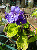 Streptocarpus (cvs.) cv. z-01