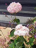 ハイドランジア・アルボレスケンス‘ピンクアナベル’