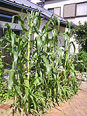 トウモロコシ