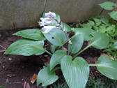 ホスタ ‘ハドスペンブルー’