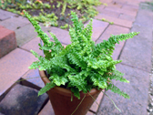 セイヨウタマシダ ‘スコッチ’