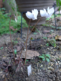 シクラメン・ヘデリフォリウム
