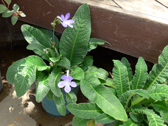 Streptocarpus (cvs.) cv. z-02