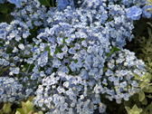 アジサイ