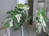 モンステラ・デリシオサ ‘ヴァリエガタ’