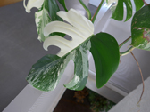 モンステラ・デリシオサ ‘ヴァリエガタ’