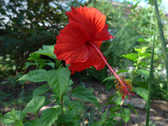 ハイビスカス