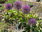 アリウム・ホランディクム‘パープルセンセーション’