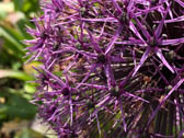 アリウム・ホランディクム‘パープルセンセーション’