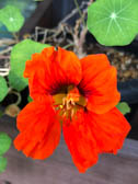 ナスタチウム＜園芸品種＞