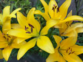 ユリ＜園芸品種＞