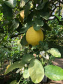 レモン‘ポンテローザ’