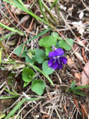 ニオイタチツボスミレ