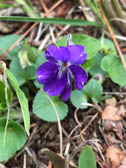 ニオイタチツボスミレ