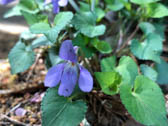 タチツボスミレ