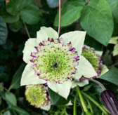 クレマティス ‘ビエネッタ’