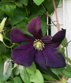 クレマティス‘ロマンティカ’