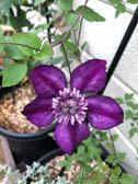 クレマティス‘カシス’