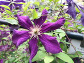クレマティス‘イウビレイニィ-70’