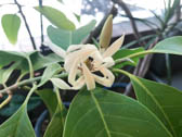 ギンコウボク