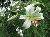 ユリ＜園芸品種＞