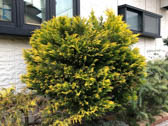レイランドヒノキ‘ゴールドライダー’
