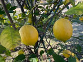 レモン