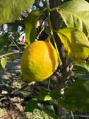レモン