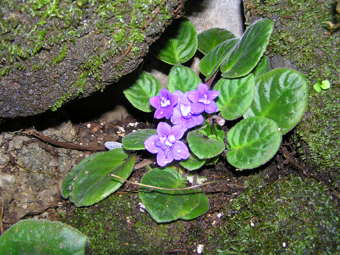 ❤️トッカ❤️セントポーリア❤️ TOCCA トッカ SAINT PAULIA セントポーリア セントポーリア