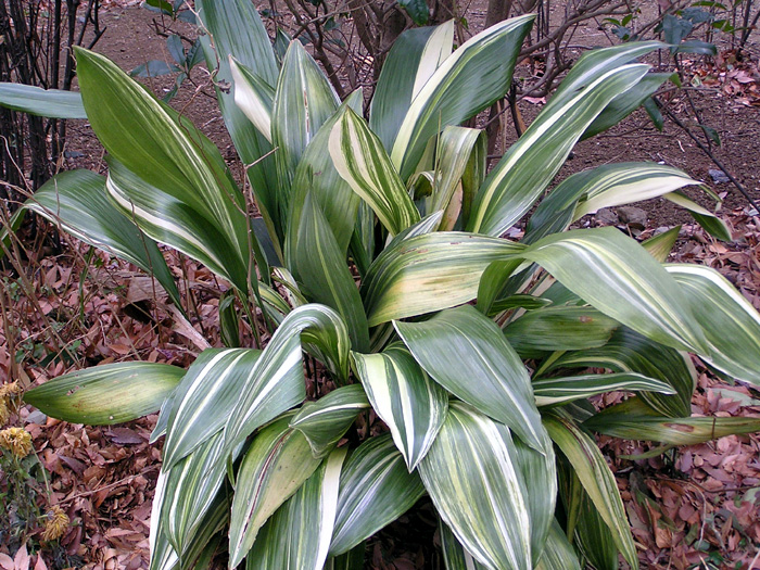 ハラン 葉蘭 高級斑入り葉蘭5種 葉蘭 選べる♪2品種 | 鉢花・花苗